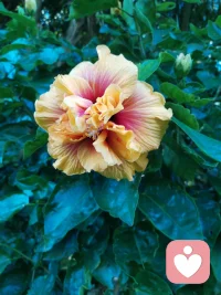 宇凡原创歌词《见花如面》
 
主歌1
 
大洋隔开两岸晨光
你看歌剧院浪卷风长
我院中玫瑰静静绽放
一花代我赴远方相望
异国街道人来人往
偶尔心事独自慢慢藏
不必畏惧独处时光
温柔先赠予自己胸膛
 
副歌
 
见花如面，山海不挡牵挂
身在天涯，心有故土云霞
做生命歌者，轻唱人间年华
善待孤独，好好爱自己啊
见花如面，风月共话桑麻
万里相隔，共守心中清茶
怀一腔家国，不惧岁月风沙
花开两处，皆是温柔回答
 
主歌2
 
皇家公园金菊向阳
碧海蓝天衬少年清旷
千里之外我守一方
倾听抚平你眼底风霜
漂泊难免几分惆怅
故土念想藏在旧心房
孤独本是修行道场
自爱方能渡世事无常
 
尾声
 
花开两岸，见花如面
心有家国，自暖流年配图
