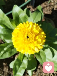 宇凡原创歌词《见花如面》
 
主歌1
 
大洋隔开两岸晨光
你看歌剧院浪卷风长
我院中玫瑰静静绽放
一花代我赴远方相望
异国街道人来人往
偶尔心事独自慢慢藏
不必畏惧独处时光
温柔先赠予自己胸膛
 
副歌
 
见花如面，山海不挡牵挂
身在天涯，心有故土云霞
做生命歌者，轻唱人间年华
善待孤独，好好爱自己啊
见花如面，风月共话桑麻
万里相隔，共守心中清茶
怀一腔家国，不惧岁月风沙
花开两处，皆是温柔回答
 
主歌2
 
皇家公园金菊向阳
碧海蓝天衬少年清旷
千里之外我守一方
倾听抚平你眼底风霜
漂泊难免几分惆怅
故土念想藏在旧心房
孤独本是修行道场
自爱方能渡世事无常
 
尾声
 
花开两岸，见花如面
心有家国，自暖流年配图