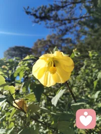 宇凡原创歌词《见花如面》
 
主歌1
 
大洋隔开两岸晨光
你看歌剧院浪卷风长
我院中玫瑰静静绽放
一花代我赴远方相望
异国街道人来人往
偶尔心事独自慢慢藏
不必畏惧独处时光
温柔先赠予自己胸膛
 
副歌
 
见花如面，山海不挡牵挂
身在天涯，心有故土云霞
做生命歌者，轻唱人间年华
善待孤独，好好爱自己啊
见花如面，风月共话桑麻
万里相隔，共守心中清茶
怀一腔家国，不惧岁月风沙
花开两处，皆是温柔回答
 
主歌2
 
皇家公园金菊向阳
碧海蓝天衬少年清旷
千里之外我守一方
倾听抚平你眼底风霜
漂泊难免几分惆怅
故土念想藏在旧心房
孤独本是修行道场
自爱方能渡世事无常
 
尾声
 
花开两岸，见花如面
心有家国，自暖流年配图