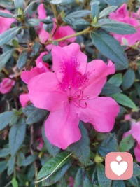 宇凡原创歌词《见花如面》
 
主歌1
 
大洋隔开两岸晨光
你看歌剧院浪卷风长
我院中玫瑰静静绽放
一花代我赴远方相望
异国街道人来人往
偶尔心事独自慢慢藏
不必畏惧独处时光
温柔先赠予自己胸膛
 
副歌
 
见花如面，山海不挡牵挂
身在天涯，心有故土云霞
做生命歌者，轻唱人间年华
善待孤独，好好爱自己啊
见花如面，风月共话桑麻
万里相隔，共守心中清茶
怀一腔家国，不惧岁月风沙
花开两处，皆是温柔回答
 
主歌2
 
皇家公园金菊向阳
碧海蓝天衬少年清旷
千里之外我守一方
倾听抚平你眼底风霜
漂泊难免几分惆怅
故土念想藏在旧心房
孤独本是修行道场
自爱方能渡世事无常
 
尾声
 
花开两岸，见花如面
心有家国，自暖流年配图