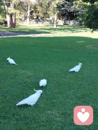 宇凡原创歌词《见花如面》
 
主歌1
 
大洋隔开两岸晨光
你看歌剧院浪卷风长
我院中玫瑰静静绽放
一花代我赴远方相望
异国街道人来人往
偶尔心事独自慢慢藏
不必畏惧独处时光
温柔先赠予自己胸膛
 
副歌
 
见花如面，山海不挡牵挂
身在天涯，心有故土云霞
做生命歌者，轻唱人间年华
善待孤独，好好爱自己啊
见花如面，风月共话桑麻
万里相隔，共守心中清茶
怀一腔家国，不惧岁月风沙
花开两处，皆是温柔回答
 
主歌2
 
皇家公园金菊向阳
碧海蓝天衬少年清旷
千里之外我守一方
倾听抚平你眼底风霜
漂泊难免几分惆怅
故土念想藏在旧心房
孤独本是修行道场
自爱方能渡世事无常
 
尾声
 
花开两岸，见花如面
心有家国，自暖流年配图