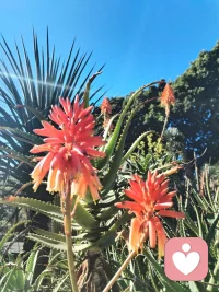 宇凡原创歌词《见花如面》
 
主歌1
 
大洋隔开两岸晨光
你看歌剧院浪卷风长
我院中玫瑰静静绽放
一花代我赴远方相望
异国街道人来人往
偶尔心事独自慢慢藏
不必畏惧独处时光
温柔先赠予自己胸膛
 
副歌
 
见花如面，山海不挡牵挂
身在天涯，心有故土云霞
做生命歌者，轻唱人间年华
善待孤独，好好爱自己啊
见花如面，风月共话桑麻
万里相隔，共守心中清茶
怀一腔家国，不惧岁月风沙
花开两处，皆是温柔回答
 
主歌2
 
皇家公园金菊向阳
碧海蓝天衬少年清旷
千里之外我守一方
倾听抚平你眼底风霜
漂泊难免几分惆怅
故土念想藏在旧心房
孤独本是修行道场
自爱方能渡世事无常
 
尾声
 
花开两岸，见花如面
心有家国，自暖流年配图