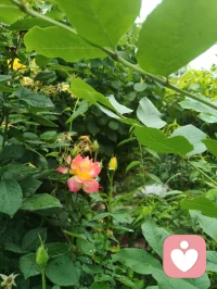 自能成羽翼，何必仰云梯！诸君共勉！如如不动！
一花一世界，一叶一菩提！你就是你的世界！配图