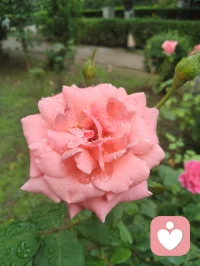 自能成羽翼，何必仰云梯！诸君共勉！如如不动！
一花一世界，一叶一菩提！你就是你的世界！配图