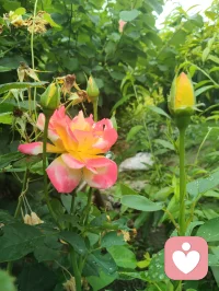 自能成羽翼，何必仰云梯！诸君共勉！如如不动！
一花一世界，一叶一菩提！你就是你的世界！配图