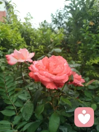 自能成羽翼，何必仰云梯！诸君共勉！如如不动！
一花一世界，一叶一菩提！你就是你的世界！配图