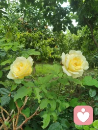 夫妻之间，往往是认知低的说了算，你别还不信呢。并且认知低的那个人一定会把认知高的那个人拉下水，认知低的还会决定家庭的走向。就算你有再高的认知，都抵挡不住对方的愚蠢，你不妥协，家里永远都会鸡犬不宁。如果你不想看到这种结局，那你就得无限度的隐忍。更可笑的是，认知低的那个人往往还会说认知高的那个人傻。他不是说你傻，他是真的觉得你傻，而且他恨你，因为他觉得他这辈子被你给毁了，而且他从来不反思，他的一辈子被一个傻子毁了，那他得有多聪明。认知这个东西，需要的是自我觉醒，他不是靠谁教一下就会了，更不会随着年龄增长而增长，只要不离婚就只能忍着熬着受着，不然真的没有其他的办法。夫妻相处里，认知差距带来的隔阂远比矛盾更磨人。三观不在一个层次，沟通便是无效拉扯，你讲道理，他讲情绪，你看长远的他盯眼前。久而久之，热情被消耗，格局被拖累，明明想把日子过好，却处处被罪咒。认知的壁垒，旁人无法打破，岁月也磨不平偏执，若既无力抽身，便只能在妥协与包容里慢慢熬。这也是很多选错伴侣的人无奈又真实的生活常态夫妻。配图