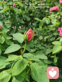 善男子、善女人，汝当知：人生赤手而来，终归空手而去，世间财情名利，无一事可随身带走。
浮沉因果，只为渡今生这一趟岁月，山河烟火皆为镜中虚影。贪念执念缚住本心，尘间债缘皆是前定，万般纠缠，到头来不过大梦一场。
境由心造，旁人偏执愚迷自有业缘，不必与之拉扯内耗。放下嗔怨，修好自心，随缘度日，便是菩萨行持。世间所有煎熬，皆是点化你通透觉醒的机缘，守住清净本心，方能渡己渡人。

南无观世音菩萨🙏

娑婆浮生，赤手来亦赤手归，万般尘物，分毫难随形骸而去。
众生辗转因果轮回，借这百年肉身渡尘世风霜，阅四海烟火悲欢。
贪嗔痴念如缚身绳，执念深，则苦海无边；放下一分，清净一分。
宿世爱恨、尘间债缘，相遇皆是前因，别离自有定数，不必苦苦纠缠。
世人总执眼前得失，困于他人言语是非，却不知心外无境，万象皆幻。
人间百年，不过南柯一梦。诸相本空，唯有本心澄澈，方得自在安然。
若遇纷争隔阂、认知殊途，不必争辩嗔恨，众生皆有各自业障与觉醒机缘，宽心包容，静待自悟便是慈悲。
常存善念，多修自心，万般磨难，皆是渡你成佛的道场。配图