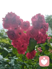 你知道，婚姻真正的目的是什么吗？
世人总以为婚姻是白头偕老的约定，是遮风挡雨的港湾，是有人相伴共度余生的归宿。可站在天道高维法则里看，这些不过是人被内心匮乏蒙蔽后生出的低维妄想。婚姻真正的内核只有一个：借着这段俗世羁绊，修到你彻底不需要婚姻。很多人不解，既然终点是脱离依赖，何苦踏入婚姻自寻苦楚？只因众生入世，骨子里都带着一身“缺”，缺爱、缺底气、缺独自对抗世间风霜的定力，如同惧怕黑夜的孩童，慌不择路寻一根拐杖，期盼有人为自己兜底遮难。可天道从不会放任本可圆满独立的灵魂，终身依附外物苟活，婚姻从来不是避风港，而是淬炼心性、拔除执念的业力修罗场。伴侣的出现，本意不是做你终身依靠，而是借对方之手，敲碎你心中所有寄托与攀附。你渴求温柔偏爱，便会遇见冷漠敷衍，让你看清乞讨来的温情廉价不堪；你贪恋安稳安全感，便会撞见算计与背弃，被逼至无路可退的绝境，明白把命运拴在他人身上，终会摔得粉身碎骨。这份过程痛彻骨髓，是敲碎软弱骨血、斩断精神依附的剧痛，可这份刺骨煎熬，恰恰是上天最深沉的慈悲。若没有温水煮蛙般的磨难，人永远不愿挣脱舒适的假象。只有拐杖彻底折断，求助无门、无人可依之时，心底蛰伏生生世世的内在力量才会破土而出。熬过一地狼藉的废墟，人会放下向外索取的执念，专注丰盈自身，深耕事业、静心修己，一点点搭建独属于自己的底气，在婚姻这座炼丹炉中，淬炼出一副无人能摧的金刚骨架。有人困惑，待自己本自具足、不再需要对方时，婚姻岂不成了困住自己的囚笼？实则困住人的从来不是一纸婚书，而是那颗畏惧独处、渴求依附的心。当内心圆满无缺，婚姻便会从救命牢笼，化作锦上添花的短暂客栈。对方温柔相伴，便安然享受同行旅途；对方刻薄伤人，亦分毫动摇不了内心平和；若对方突破底线，也能坦然转身，独身依旧活得从容春风。婚姻本是一场借假修真的修行，走进这段关系，从来不是为了占有另一个人，而是借由相处中的万般磨砺，杀死那个怯懦、依附、满心匮乏的旧我。直到有一日，你能平静坦然道出，有无伴侣、有无婚姻，我自身已然圆满，才算走完这场名为婚姻的历劫。不必恐惧亲密关系里的伤害，所有坎坷都是渡化你的机缘。向外求永远是枷锁，向内修方得自由，待到不再渴求任何人救赎之时，你便成为了自己生命里来去随心、圆满自在的神明。配图