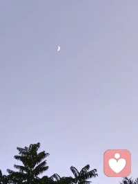 树梢衔新月，孤鸟渡长天。
人间烦恼不过浮云过隙，向内观心，自守一方安宁。配图
