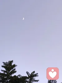 树梢衔新月，孤鸟渡长天。
人间烦恼不过浮云过隙，向内观心，自守一方安宁。配图