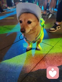 古镇萌宠相伴，温柔治愈人心！配图