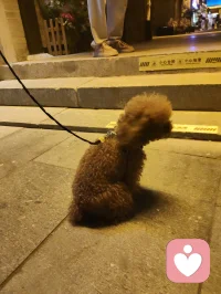 古镇萌宠相伴，温柔治愈人心！配图