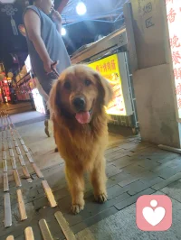 古镇萌宠相伴，温柔治愈人心！配图