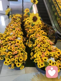 教育的本质不是装满一个篮子，而是点亮一盏灯。精神领袖型的父母给予孩子的是：面对苦难的从容心、看向未来的希望感、扛起责任的铁肩膀，不卑不亢的平常心，培养孩子向内扎根的无价资产。向阳而生🌻逐光而行。配图