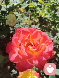 宇凡初听李健老师《见花如面》，方知好歌本就是无声的心理疗愈。温柔旋律裹着清浅字句，抚平心底褶皱，恰好与我宇凡六道心神自愈道里的音乐疗愈道深深共鸣。一花一念，一曲一心，借乐安神，观花定心，在温柔音律中和自我和解，借草木清音疗愈万千心绪，这便是旋律赋予人心的自愈力量。配图
