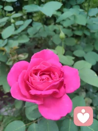 宇凡金钱道打油趣诗。
 
世人谈钱总害羞，羞提银两把眉皱。
钱财本是天地流，男作脊梁女作肋骨柔。
见财好比见佳偶，坦荡欢喜莫藏忧。
爱财切莫被财囚，富贵如烟不可留。
旁人笑我于小抠，哪知我修律宗由。
效仿弘一守清修，自身花销不肯求。
能赚金银济众流，不贪奢靡一身悠。
财缘从来靠自修，福报奔你怀里游。
敢谈碎银真风流，红尘财道自在修！配图