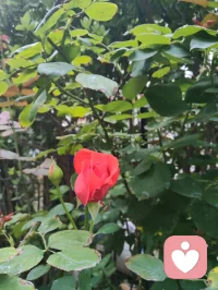 金钱道二言趣咏。
 
流金，天符。
男骨，女肤。
见财，如姝。
论银，不污。
喜财，不缚。
福修，财赴。
人嘲，吾抠。
效师，持修。
善赚，寡求。
济众，道悠。配图