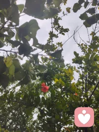 金钱道一言趣咏。
 
金，
流。
脊，
依。
欢，
淡。
修，
来。
嘲，
持。
赚，
济。配图
