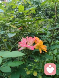 金钱道灵言趣咏。
 
道生一，一铸金机；
一生二，二分雌雄。
二生三，三载财气；
生万物，物载银流。
万物归无，无蕴太虚；
无复化一，轮转寰宇。
 
金为天地流转秘码，银是阴阳往来契符。
男倚金而立骨，女凭财以安躯。
见财如逢风月，喜利不困贪拘。
谈银非俗，直面本心方见通透；
惜财非吝，持律清修效仿弘一。
能聚千金济众生，不逐浮华缚己躯。
财由心造，福自修行；
顺天地流转之律，修红尘渡世之途。
悟透金银灵道，方知无中生有，有终归无，
钱财只是人间渡化舟，大道从来不染铜珠。配图