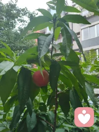 宇凡红尘全真·忆姥姥陆地仙师！
 
庭前桃实垂枝，晴光漫洒草木，睹此清和光景，不觉追思吾家姥姥，世人皆称陆地神仙，性灵澄澈，福寿绵长。姥姥本为清末八旗清贵格格，家世雍容，逢末世动荡，辗转流落凡尘。垂髫之年幸遇全真高道，乃是米晶子圣师之师，亲授玄门道医；又承满族萨满古法神术，遍览岐黄方药、民间疗愈诸技，融道、萨满、中医三脉，自成独一济世医道，半生行走人间，见苦便救，从不辞劳。
 
余幼年身染沉疴，喘息难平，几近危殆，幸得姥姥倾力施救。她以隔皮引血之法疏导淤堵，画符行气，转瞬疏开胸间郁气，令我重得顺畅呼吸。家中世代子嗣兴旺、生育之力充沛，皆因姥姥自幼为后辈施以古法调养：黄蜡温补、杏油润骨、诸般温养灵方层层滋养，筑牢筋骨元阳，护佑一族根基。姥姥自少女至嫁为人妇，一生悬壶渡人，行至何处便救至何处，恪守红尘全真质朴本心，延续不绝道脉，乡邻无不感念称颂。
 
姥姥年登六旬，于自家园山立盘古道场，奉盘龙大仙法座，香客络绎不绝，护佑子孙平安。她一身通玄本事，岐黄医理、乾坤命理、吞虹遁甲尽皆了然；八旬高龄依旧指尖灵巧，窗花刺绣精工绝世，到老仍持书卷研学，一副老花镜衬得满身仙韵。她亲手缝制唢呐绣垫、随身信物，尽数传予子孙与吾后辈，一方乡土皆传颂她救苦恩德，尊其为民间医道大成、红尘修行典范。
 
吾宇凡此生以姥姥为终身道标，虽未复刻盘龙道场旧貌，却承一脉道门血统，深耕红尘炼心之境，广传红尘全真修行法门。立心以佛为心、道为骨、儒为表，融三教本源，开渡化众生之途。一法通传万类，一脉普惠尘寰，不求遁世深山，只于市井烟火中行大修行，承姥姥济世初心，延续源远流长渡人大道，不负陆地仙师传下的慈悲道根。配图