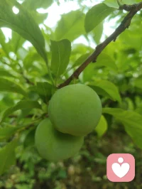 宇凡红尘全真·忆姥姥陆地仙师！
 
庭前桃实垂枝，晴光漫洒草木，睹此清和光景，不觉追思吾家姥姥，世人皆称陆地神仙，性灵澄澈，福寿绵长。姥姥本为清末八旗清贵格格，家世雍容，逢末世动荡，辗转流落凡尘。垂髫之年幸遇全真高道，乃是米晶子圣师之师，亲授玄门道医；又承满族萨满古法神术，遍览岐黄方药、民间疗愈诸技，融道、萨满、中医三脉，自成独一济世医道，半生行走人间，见苦便救，从不辞劳。
 
余幼年身染沉疴，喘息难平，几近危殆，幸得姥姥倾力施救。她以隔皮引血之法疏导淤堵，画符行气，转瞬疏开胸间郁气，令我重得顺畅呼吸。家中世代子嗣兴旺、生育之力充沛，皆因姥姥自幼为后辈施以古法调养：黄蜡温补、杏油润骨、诸般温养灵方层层滋养，筑牢筋骨元阳，护佑一族根基。姥姥自少女至嫁为人妇，一生悬壶渡人，行至何处便救至何处，恪守红尘全真质朴本心，延续不绝道脉，乡邻无不感念称颂。
 
姥姥年登六旬，于自家园山立盘古道场，奉盘龙大仙法座，香客络绎不绝，护佑子孙平安。她一身通玄本事，岐黄医理、乾坤命理、吞虹遁甲尽皆了然；八旬高龄依旧指尖灵巧，窗花刺绣精工绝世，到老仍持书卷研学，一副老花镜衬得满身仙韵。她亲手缝制唢呐绣垫、随身信物，尽数传予子孙与吾后辈，一方乡土皆传颂她救苦恩德，尊其为民间医道大成、红尘修行典范。
 
吾宇凡此生以姥姥为终身道标，虽未复刻盘龙道场旧貌，却承一脉道门血统，深耕红尘炼心之境，广传红尘全真修行法门。立心以佛为心、道为骨、儒为表，融三教本源，开渡化众生之途。一法通传万类，一脉普惠尘寰，不求遁世深山，只于市井烟火中行大修行，承姥姥济世初心，延续源远流长渡人大道，不负陆地仙师传下的慈悲道根。配图