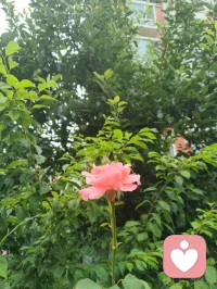 宇凡红尘全真·忆姥姥陆地仙师！
 
庭前桃实垂枝，晴光漫洒草木，睹此清和光景，不觉追思吾家姥姥，世人皆称陆地神仙，性灵澄澈，福寿绵长。姥姥本为清末八旗清贵格格，家世雍容，逢末世动荡，辗转流落凡尘。垂髫之年幸遇全真高道，乃是米晶子圣师之师，亲授玄门道医；又承满族萨满古法神术，遍览岐黄方药、民间疗愈诸技，融道、萨满、中医三脉，自成独一济世医道，半生行走人间，见苦便救，从不辞劳。
 
余幼年身染沉疴，喘息难平，几近危殆，幸得姥姥倾力施救。她以隔皮引血之法疏导淤堵，画符行气，转瞬疏开胸间郁气，令我重得顺畅呼吸。家中世代子嗣兴旺、生育之力充沛，皆因姥姥自幼为后辈施以古法调养：黄蜡温补、杏油润骨、诸般温养灵方层层滋养，筑牢筋骨元阳，护佑一族根基。姥姥自少女至嫁为人妇，一生悬壶渡人，行至何处便救至何处，恪守红尘全真质朴本心，延续不绝道脉，乡邻无不感念称颂。
 
姥姥年登六旬，于自家园山立盘古道场，奉盘龙大仙法座，香客络绎不绝，护佑子孙平安。她一身通玄本事，岐黄医理、乾坤命理、吞虹遁甲尽皆了然；八旬高龄依旧指尖灵巧，窗花刺绣精工绝世，到老仍持书卷研学，一副老花镜衬得满身仙韵。她亲手缝制唢呐绣垫、随身信物，尽数传予子孙与吾后辈，一方乡土皆传颂她救苦恩德，尊其为民间医道大成、红尘修行典范。
 
吾宇凡此生以姥姥为终身道标，虽未复刻盘龙道场旧貌，却承一脉道门血统，深耕红尘炼心之境，广传红尘全真修行法门。立心以佛为心、道为骨、儒为表，融三教本源，开渡化众生之途。一法通传万类，一脉普惠尘寰，不求遁世深山，只于市井烟火中行大修行，承姥姥济世初心，延续源远流长渡人大道，不负陆地仙师传下的慈悲道根。配图