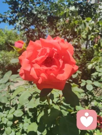 昔日抱病离赤峰，一路咯血，津门初见，下车面咽下满身风霜心血；今朝挥别赴内蒙，家姐亲手急包饺子，满口皆是离别清泪。盼所有美好如期奔赴，与余生紧紧相扣。向阳而生，逐光而行！见花如面，我在给力等您和美好如期而至！你在心上称为您！珍重！配图
