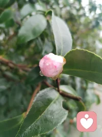 昔日抱病离赤峰，一路咯血，津门初见，下车面咽下满身风霜心血；今朝挥别赴内蒙，家姐亲手急包饺子，满口皆是离别清泪。盼所有美好如期奔赴，与余生紧紧相扣。向阳而生，逐光而行！见花如面，我在给力等您和美好如期而至！你在心上称为您！珍重！配图