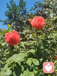 昔日抱病离赤峰，一路咯血，津门初见，下车面咽下满身风霜心血；今朝挥别赴内蒙，家姐亲手急包饺子，满口皆是离别清泪。盼所有美好如期奔赴，与余生紧紧相扣。向阳而生，逐光而行！见花如面，我在给力等您和美好如期而至！你在心上称为您！珍重！配图