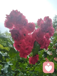 昔日抱病离赤峰，一路咯血，津门初见，下车面咽下满身风霜心血；今朝挥别赴内蒙，家姐亲手急包饺子，满口皆是离别清泪。盼所有美好如期奔赴，与余生紧紧相扣。向阳而生，逐光而行！见花如面，我在给力等您和美好如期而至！你在心上称为您！珍重！配图