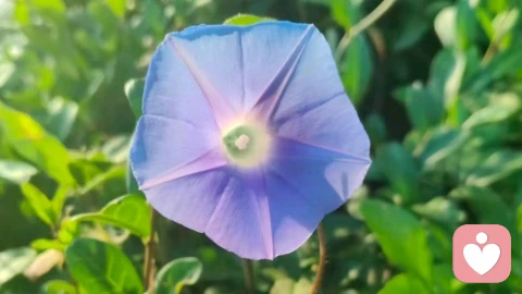 《宇凡本真心理学⭐️超然催眠》