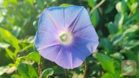 《宇凡本真心理学⭐️超然催眠》
