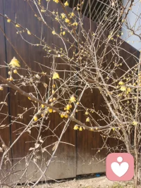 一边是寒冬，一边是花香，世界就是这么美丽配图