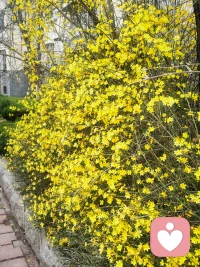 人与人的喜怒哀乐是不相通的，明天要开学了，我的心情像迎春花，孩子的心情像湿冷的阴天。配图