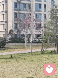 春暖花开，等君前来配图