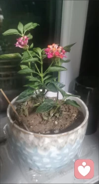 爱与不爱，往往只是一念之间，多数的爱情都是平等的交易，两个人相互付出，一旦有一个人只接受，爱情就成了枷锁和负累。配图