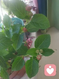 我养的五色梅，长了很多花骨朵，这盆花从1月份开始种的，现在已经大量的长花苞了，你看万物都有灵性，你好好爱它，它会用自己的方式回馈你。感情，工作，学业，手艺亦是如此，