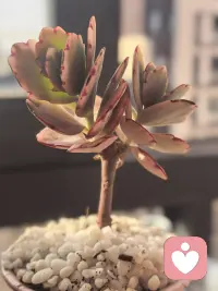 情绪没有好坏，我们要做的是如何产生更多的正面情绪。配图