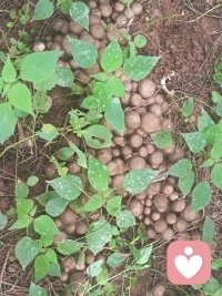 大美云南的小锅米线、烧饵块、香甜菌子瞬间消散心中的阴蔓与焦虑配图