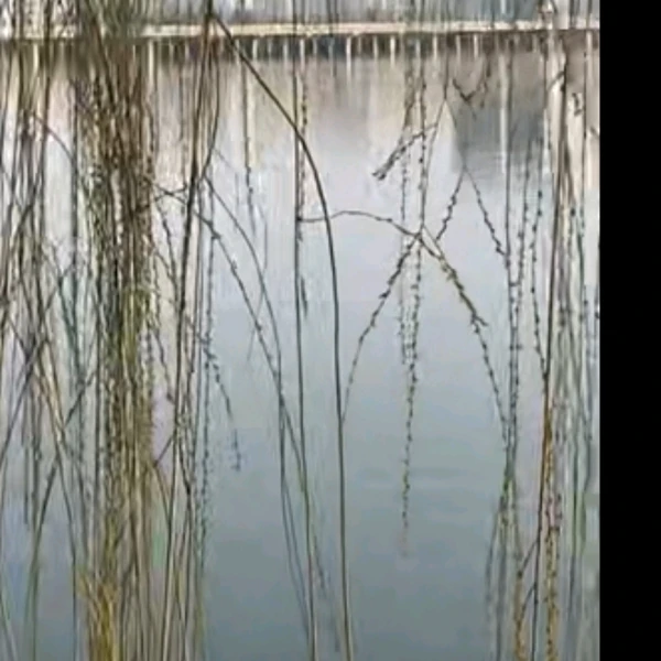 秋分的真诚白泽