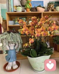 我就是我不一样的烟火…………………配图