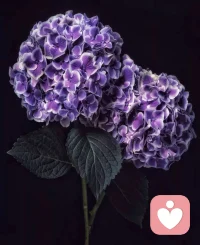 世界从容有序，空间皆有花香。配图