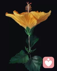 世界从容有序，空间皆有花香。配图