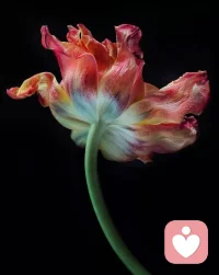 世界从容有序，空间皆有花香。配图