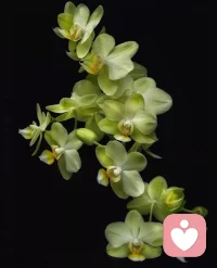 世界从容有序，空间皆有花香。配图