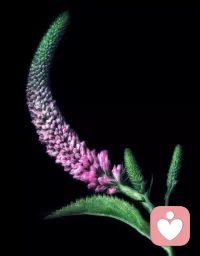 世界从容有序，空间皆有花香。配图