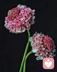 世界从容有序，空间皆有花香。配图