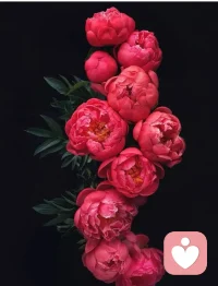 世界从容有序，空间皆有花香。配图