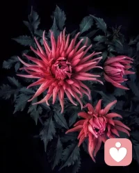 世界从容有序，空间皆有花香。配图